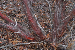 Arctostaphylos nissenana