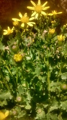 Senecio fremontii