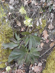 Helleborus viridis viridis