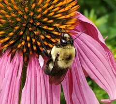 Bombus griseocollis