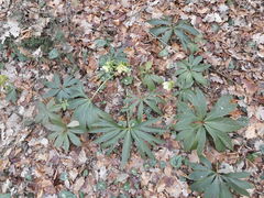 Helleborus viridis viridis