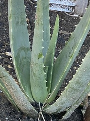 Aloe vera