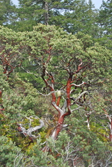 Arctostaphylos nortensis