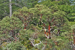 Arctostaphylos nortensis