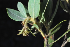 Arctostaphylos nortensis