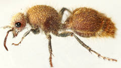 Ephutomorpha fulvocrinita