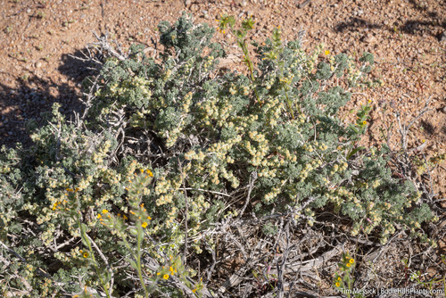 bud sagebrush (Picrothamnus desertorum)