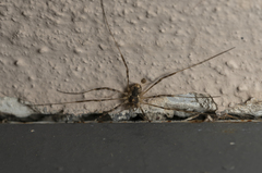 Metaplatybunus rhodiensis
