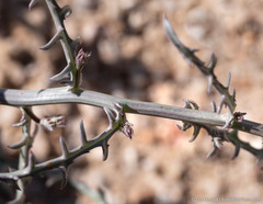 Stephanomeria parryi