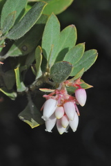 Arctostaphylos nortensis