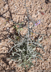 Stephanomeria parryi