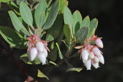 Arctostaphylos nortensis