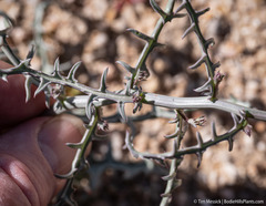 Stephanomeria parryi
