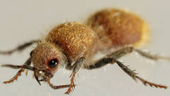 Ephutomorpha fulvocrinita