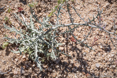 Stephanomeria parryi