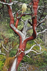 Arctostaphylos nortensis