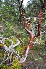 Arctostaphylos nortensis