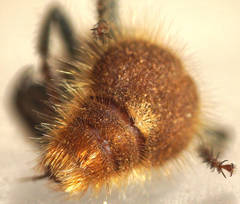 Ephutomorpha fulvocrinita