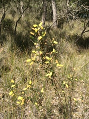 Acacia drummondii
