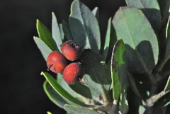 Arctostaphylos nortensis