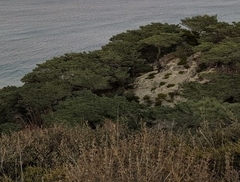 Salvia brandegeei