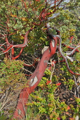 Arctostaphylos nortensis