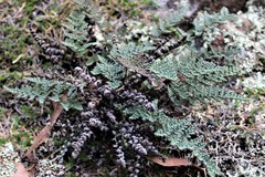 Myriopteris intertexta