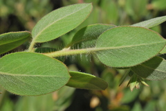 Arctostaphylos nortensis