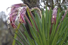 Siphocampylus jelskii