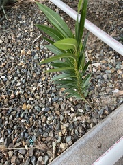Magnoliopsida