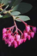 Arctostaphylos peninsularis peninsularis