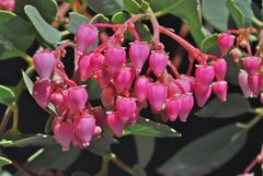 Arctostaphylos peninsularis peninsularis