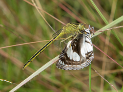 Notogomphus praetorius