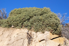 Arctostaphylos peninsularis peninsularis