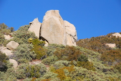 Arctostaphylos peninsularis peninsularis
