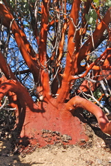 Arctostaphylos peninsularis peninsularis