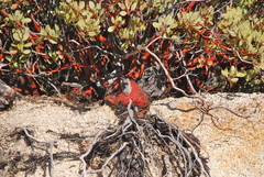 Arctostaphylos peninsularis peninsularis