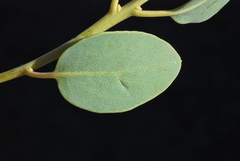 Arctostaphylos peninsularis peninsularis