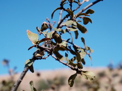 Jaral oak (Quercus jaralensis)