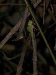 Gynacantha nigeriensis
