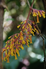 Palicourea sodiroi