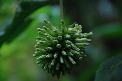 Tournefortia gigantifolia