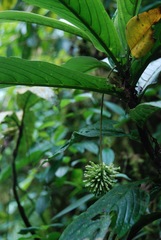 Tournefortia gigantifolia