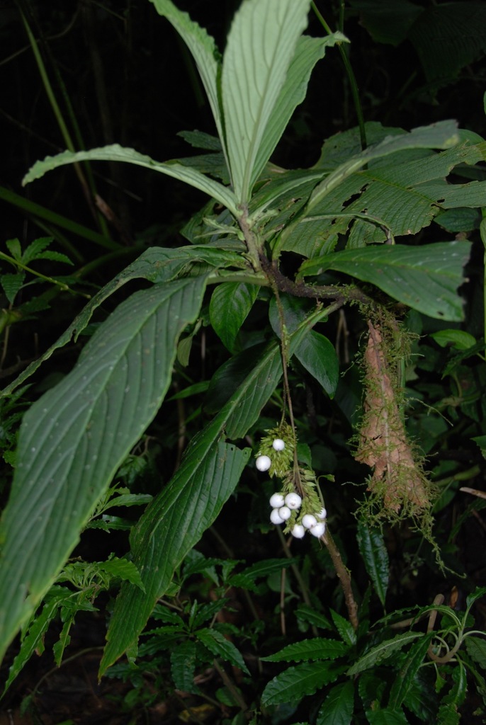 Tournefortia gigantifolia