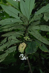 Tournefortia gigantifolia
