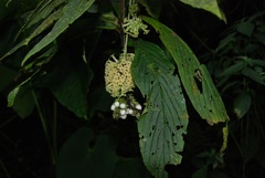 Tournefortia gigantifolia