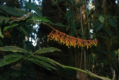 Palicourea sodiroi
