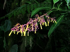 Palicourea sodiroi