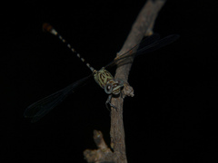 Lestinogomphus angustus