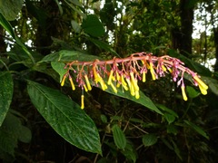 Palicourea sodiroi